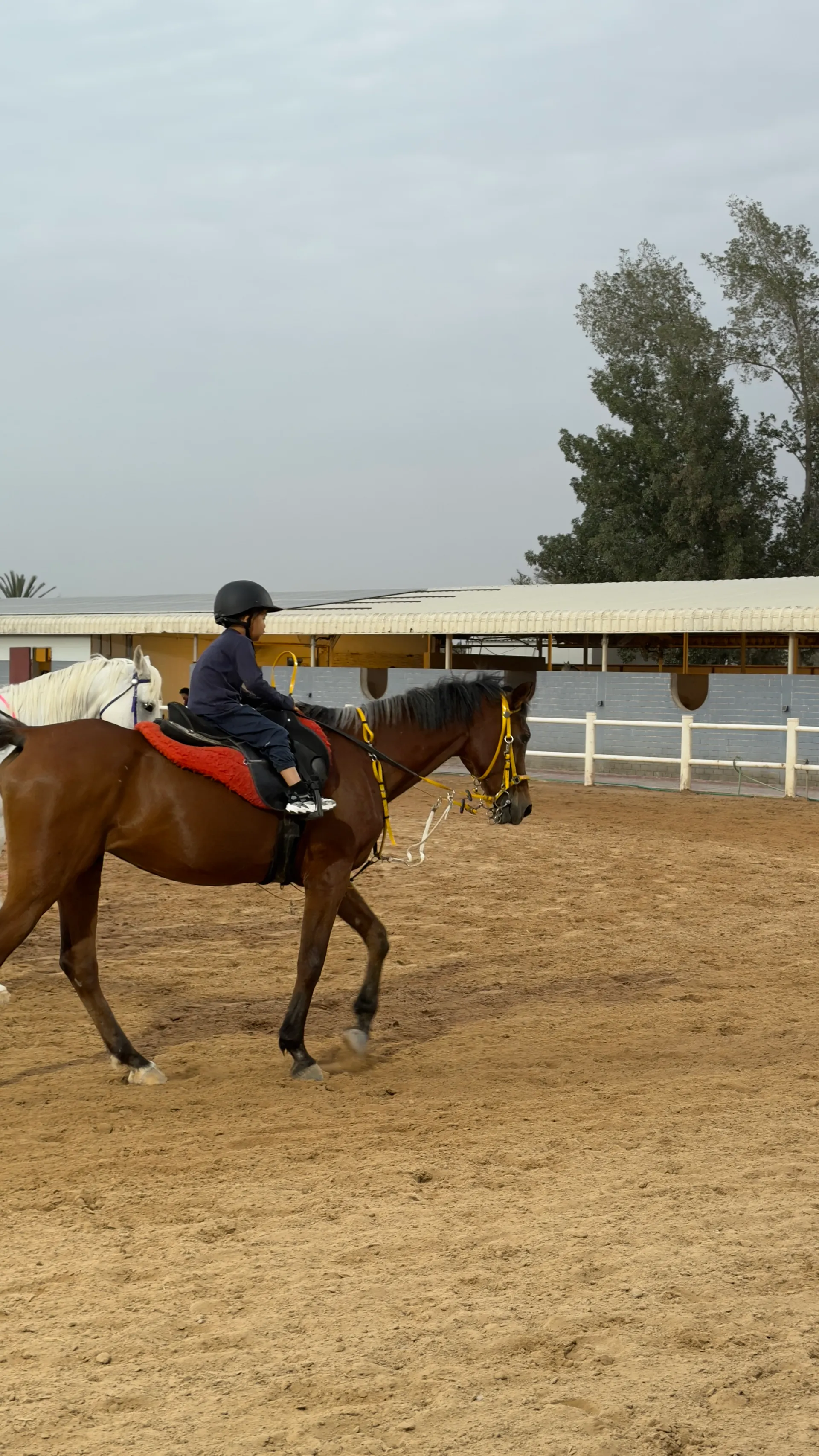 Horse and rider in arena