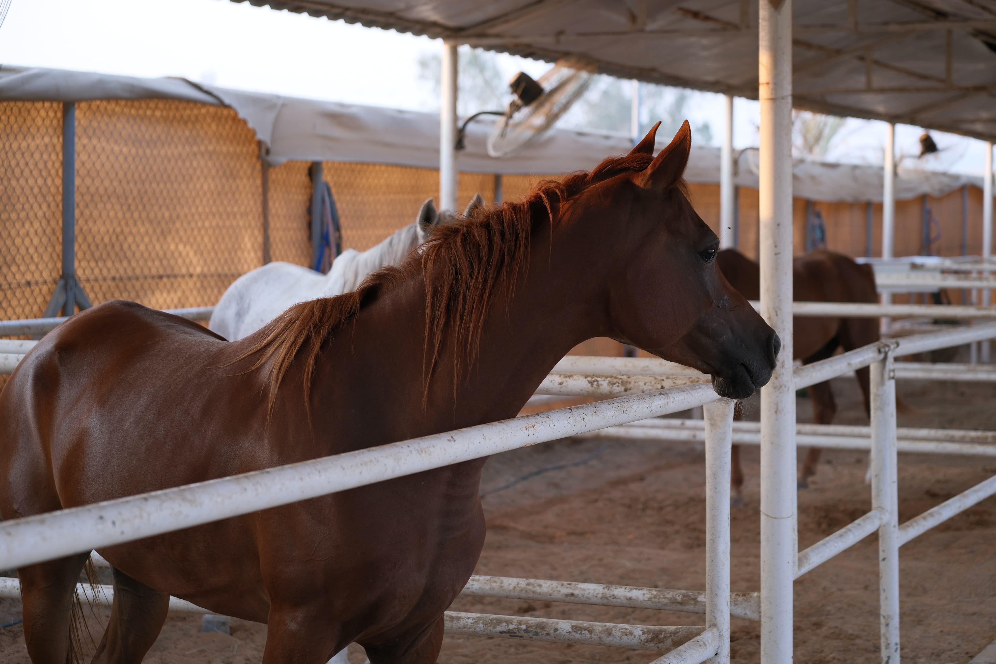Rider and horse in the desert