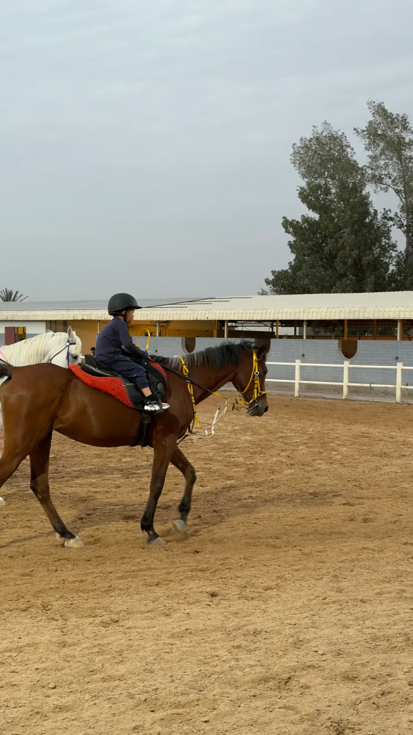 Horse and rider in arena